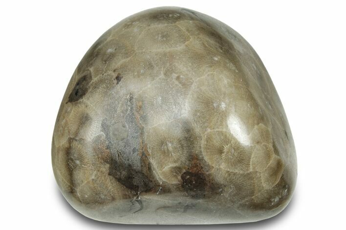 Polished Petoskey Stone (Fossil Coral) - Michigan #322965
